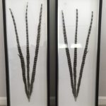 Pair Of Beautifull Framed Feathers 5 Ft High Copy